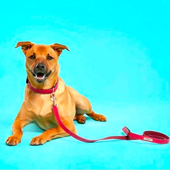 ZippyPaws Vivid Collection Dog Leash 5FT Dog Accessories Premium Leather  NWT - Picture 12 of 14